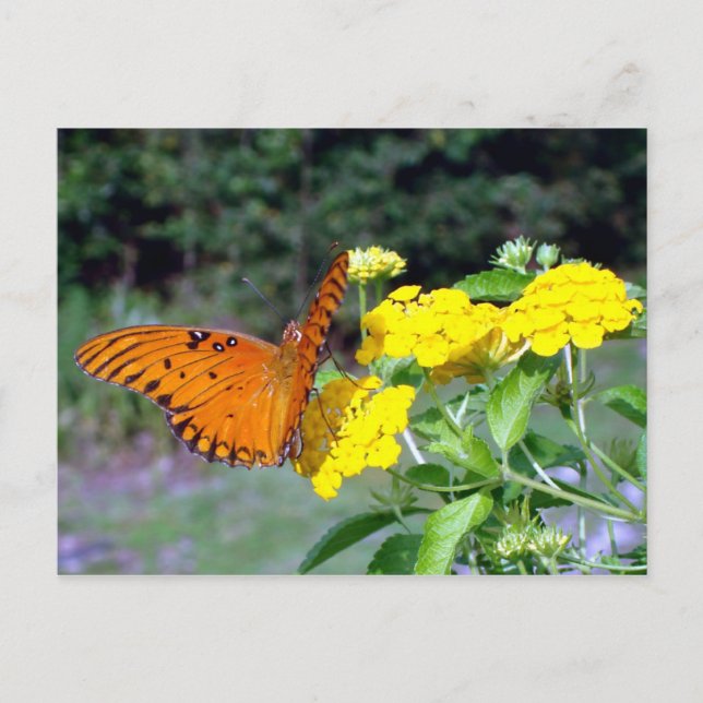 Carte postale papillon (Devant)