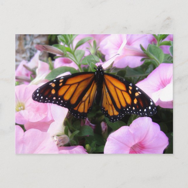 Carte Postale papillon (Devant)