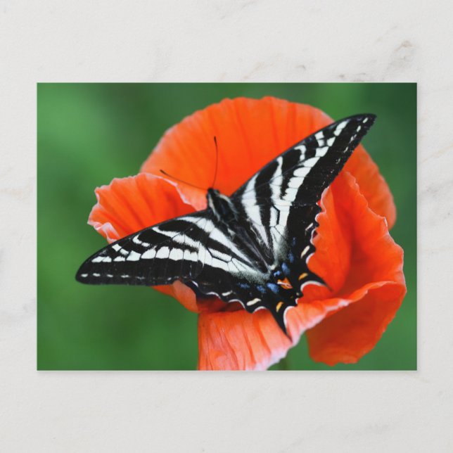 Carte postale papillon (Devant)