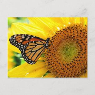 Carte Postale Papillon