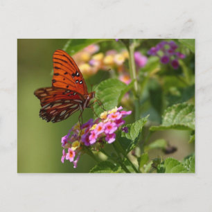 carte postale papillon