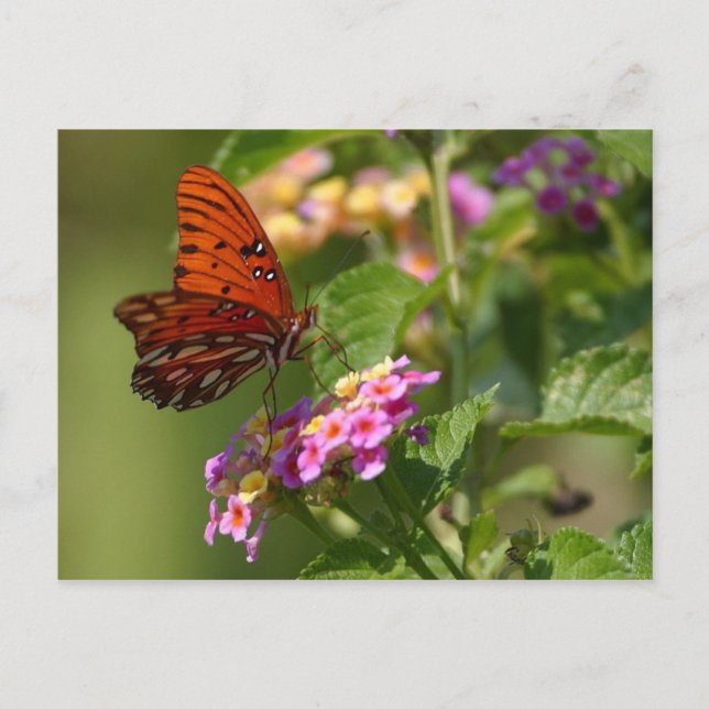 carte postale papillon (Devant)
