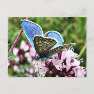 Carte Postale Papillon