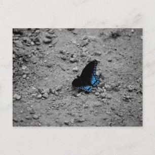 Carte postale Papillon 2