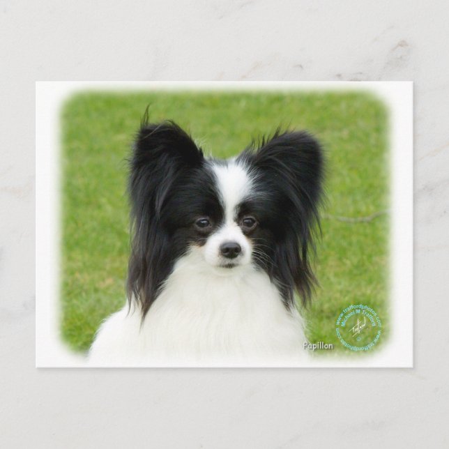Carte Postale Papillon 9T056D-088 (Devant)