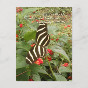 Carte Postale Papillon à ailes longues de Floride Zebra