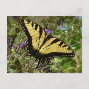 Carte Postale Papillon à queue d'aronde sur Buddleia