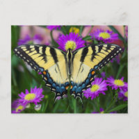 Papillon à queue d'hirondelle sur marguerite