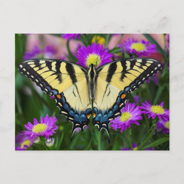 Carte Postale Papillon à queue d'hirondelle sur marguerite (Devant)