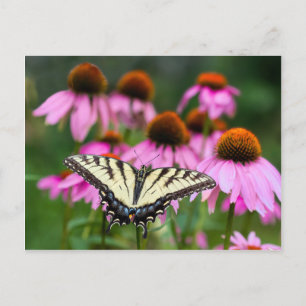 Carte Postale Papillon à queue épaisse de tigre orientale sur le