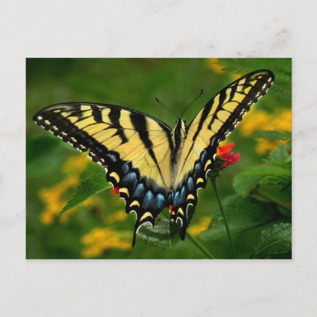 Carte postale Papillon à queue jaune (Devant)