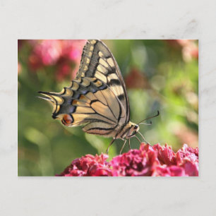 Carte Postale Papillon à queue jaune
