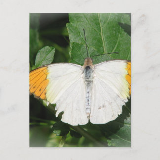 Carte postale Papillon blanc à ailes orange