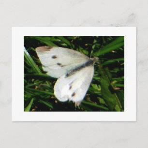 Carte Postale Papillon blanc chou