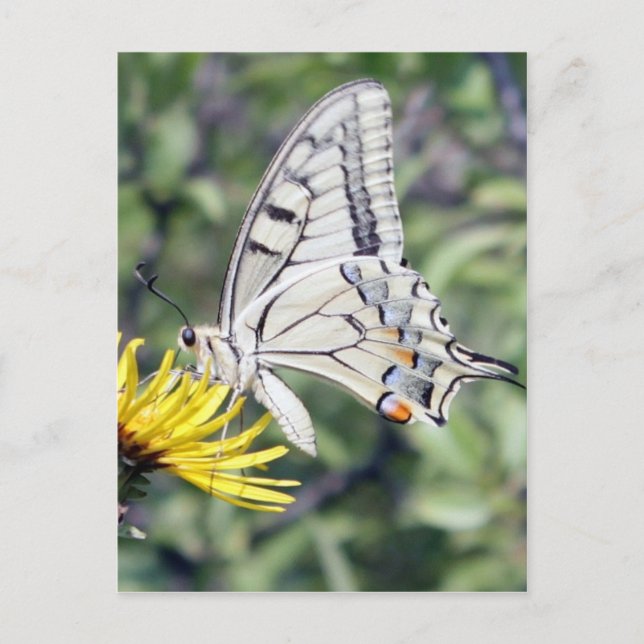 Carte Postale Papillon blanc et noir sur Fleur Jaune (Devant)