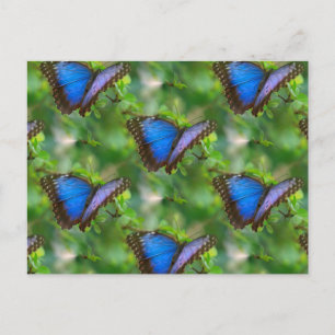 Carte postale Papillon bleu