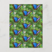 Papillon bleu