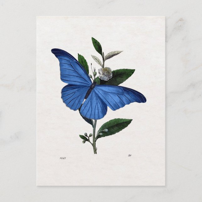Carte Postale Papillon bleu (Devant)