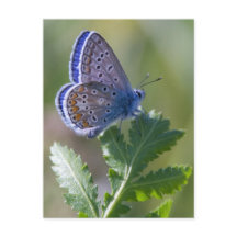 papillon bleu