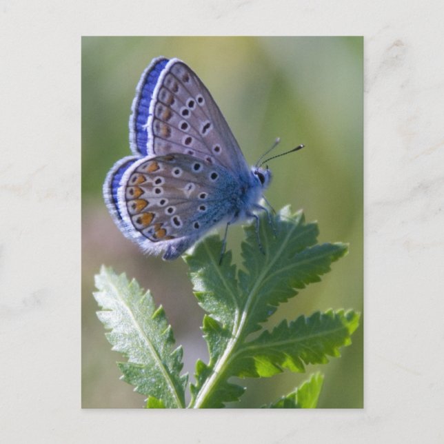 Carte Postale papillon bleu (Devant)