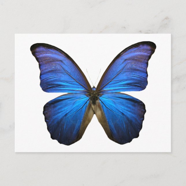 Carte Postale papillon bleu (Devant)