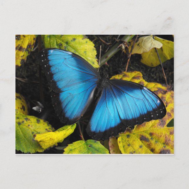 Carte Postale Papillon bleu bleu commun (Devant)