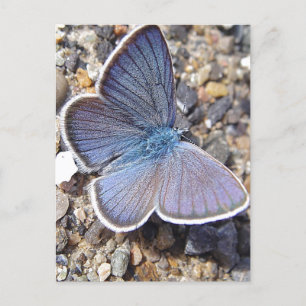 Carte Postale Papillon bleu clair