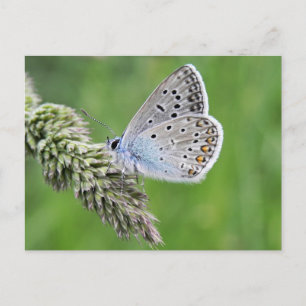 Carte Postale Papillon bleu commun sur l'herbe