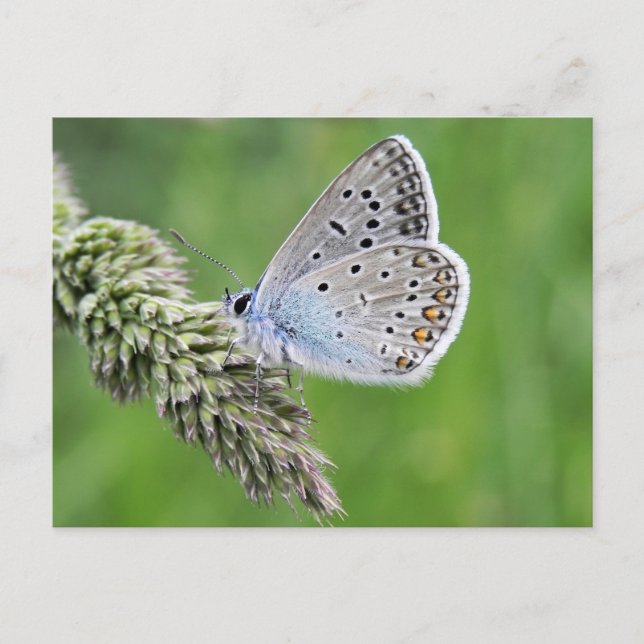 Carte Postale Papillon bleu commun sur l'herbe (Devant)