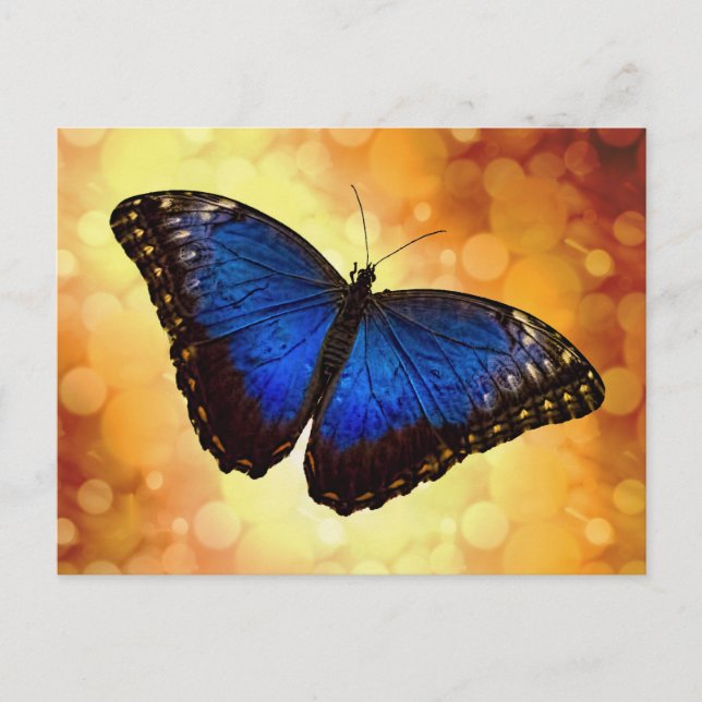 Carte Postale Papillon bleu Morpho (Devant)