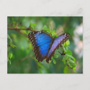 Carte Postale Papillon bleu Morpho