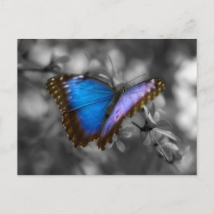 Carte Postale Papillon bleu pourpre