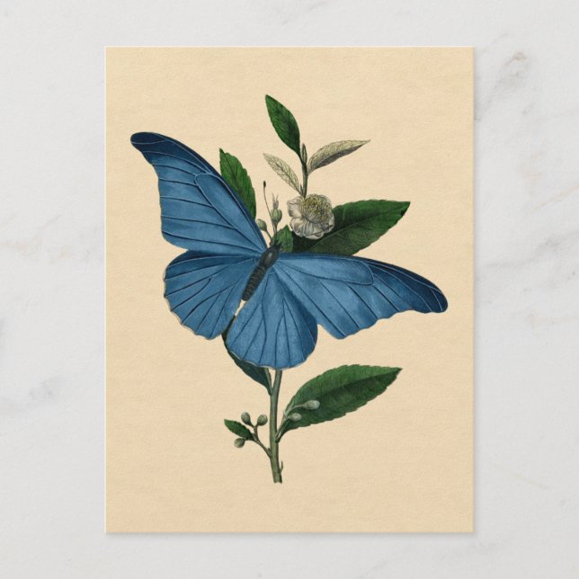 Carte Postale Papillon bleu vintage (Devant)