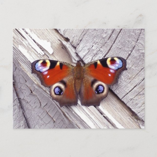 Carte Postale papillon brillant (Devant)