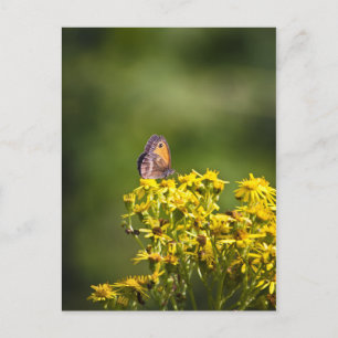 Carte Postale Papillon Brown de prairie sur les fleurs de ragwor