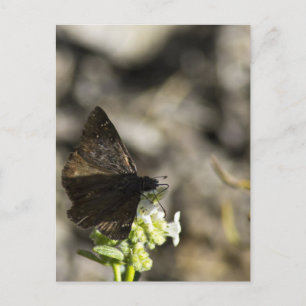 Carte Postale Papillon Brun