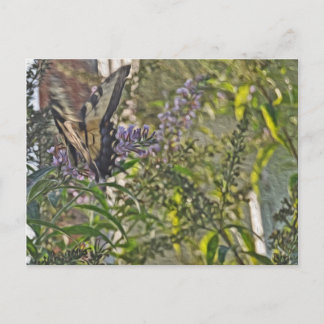 Carte Postale Papillon Bush 2