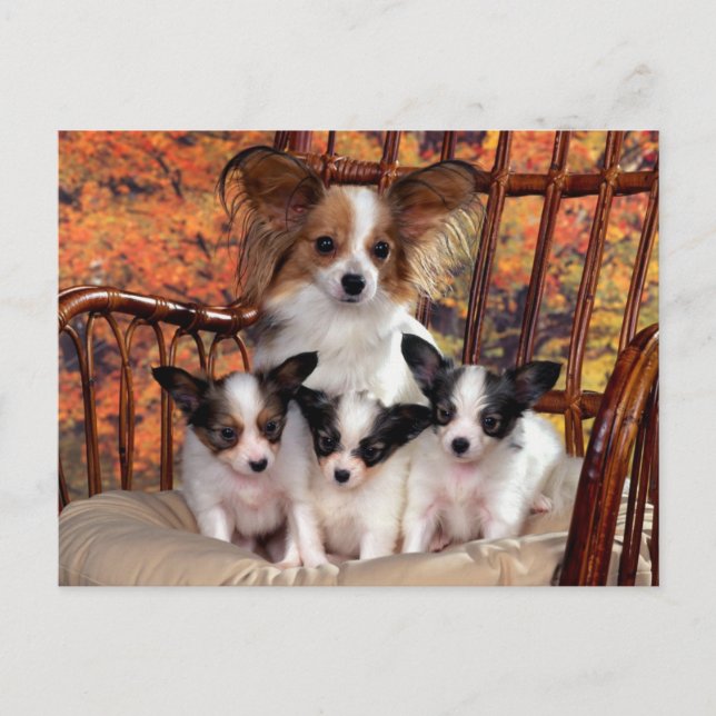 Carte Postale Papillon chiots avec maman (Devant)