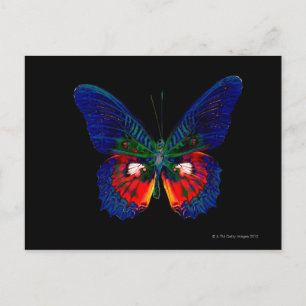 Carte Postale Papillon coloré avec fond noir 2