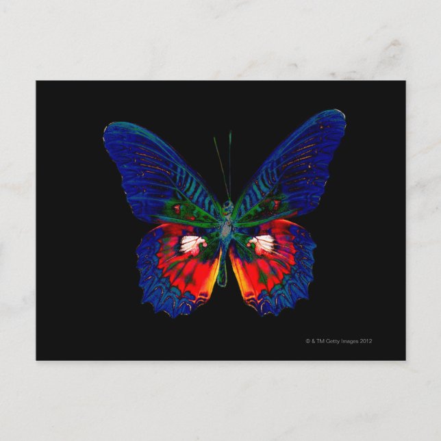Carte Postale Papillon coloré sur fond noir (Devant)