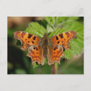 Carte Postale papillon Comma des gorges de l'Avon