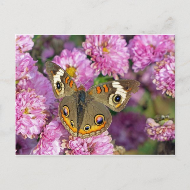 Carte Postale Papillon commun (Devant)