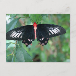 Carte Postale Papillon d'aile de chaume