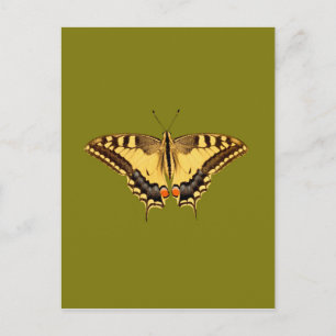 Carte Postale Papillon dansant