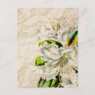 Carte Postale papillon d'art bohmeien français lys blanc