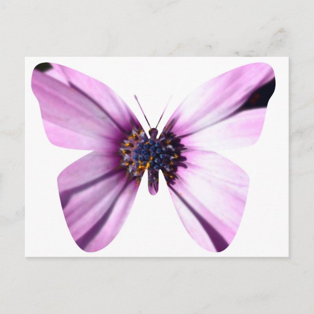 Carte Postale Papillon de fleurs (Devant)