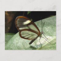 Papillon de Glasswinged