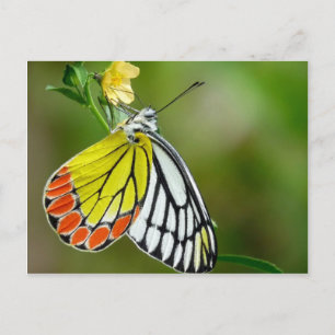 Carte Postale Papillon de Jézabel (Delias Eucharis)
