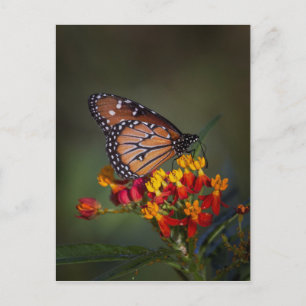 Carte Postale Papillon de la reine sur l'algue tropicale