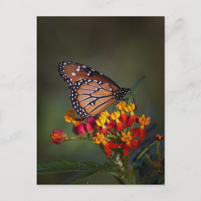 Carte Postale Papillon de la reine sur l'algue tropicale (Devant)